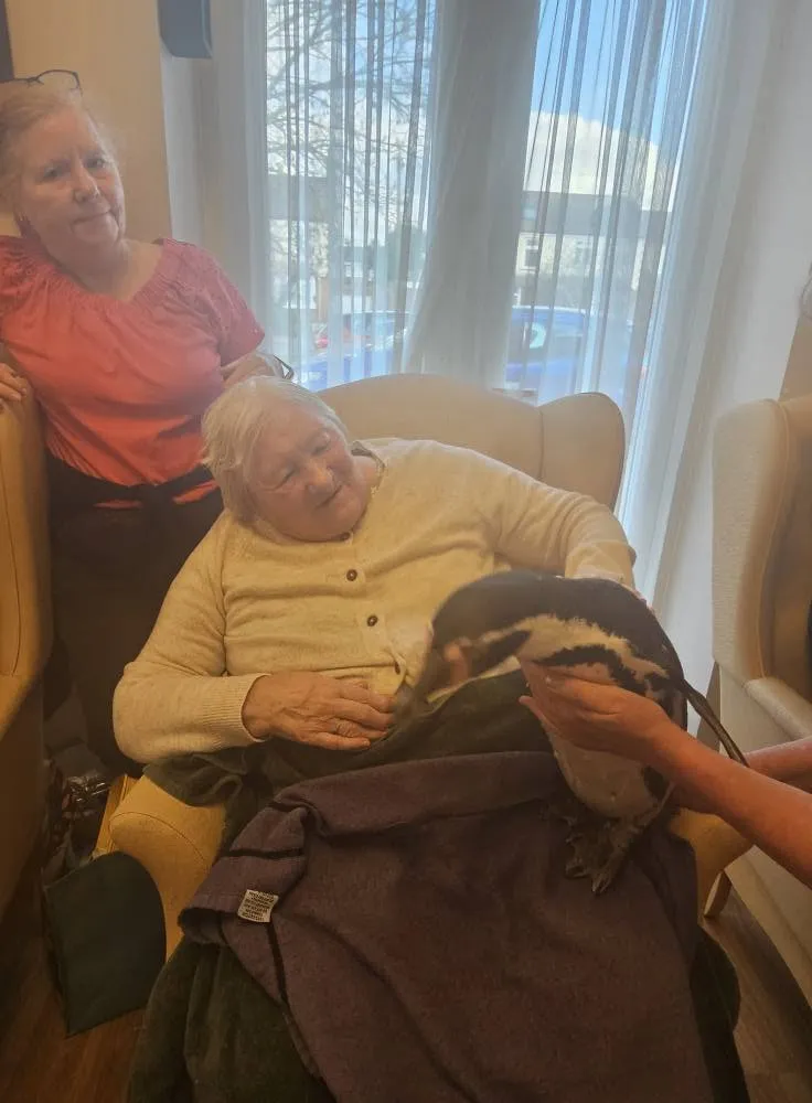 A resident in an armchair stroking a penguin during an animal visit, with a member of staff beside her
