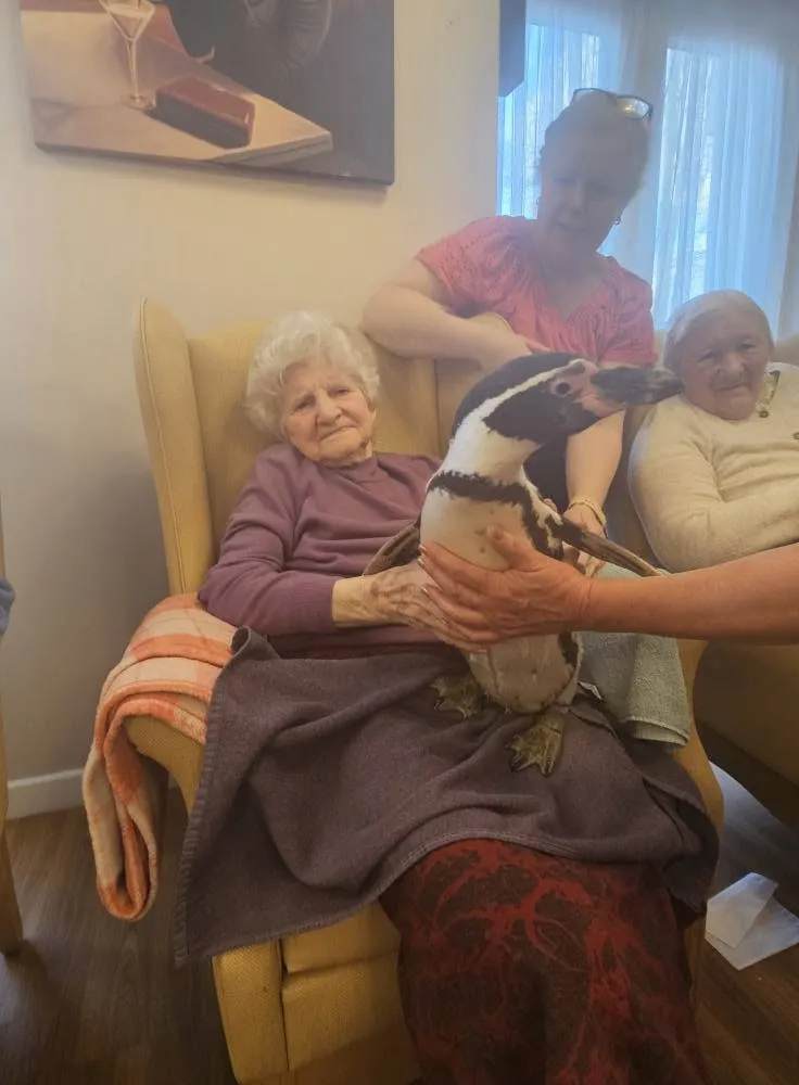 A resident smiling as a penguin is held on her lap during an animal visit